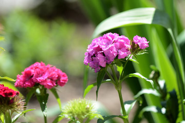 Sweet william flowers (Dianthus barbatus) in the summer garden close up