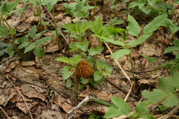 mushroom-I'm small but soon I will be big