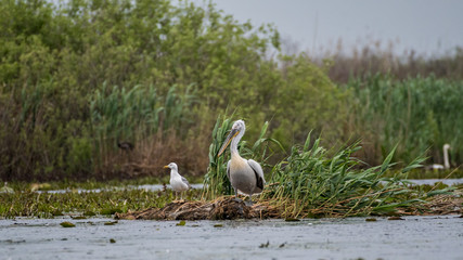 Flock of white pelicans in the wild- Danube Delta Romania