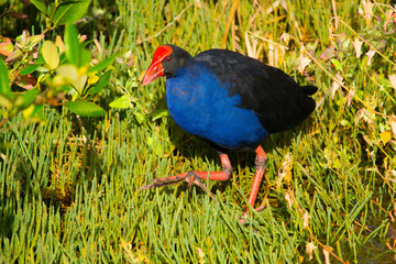 Pukeko