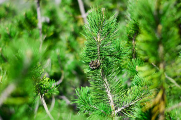 The small mountain pine, only in the high mountains