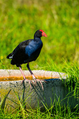 Pukeko