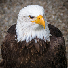Adler