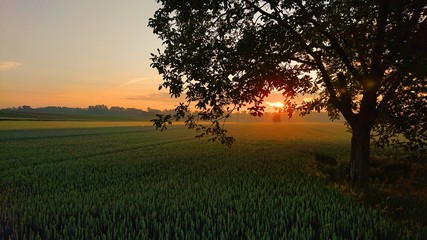 Red sunrise shining through a tree on a cornfield.