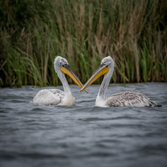 Flock of white pelicans in the wild- Danube Delta Romania