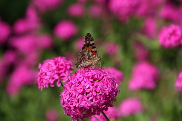 Piękny motyl na kwiatku. Wiosenna łąka. © mari00sh