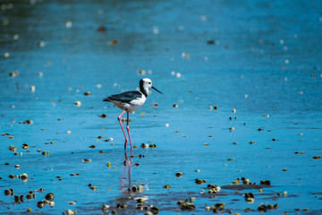 Pied stilt