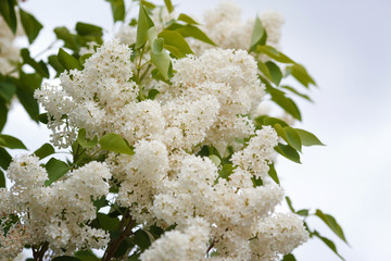 Lilac blossom in spring scene. Spring blooming lilac flowers. Lilac flowers