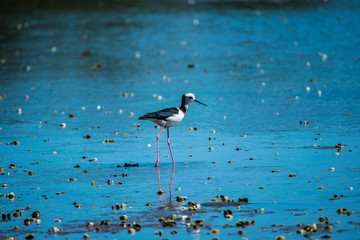 Pied stilt