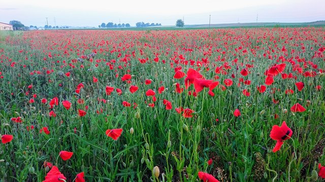 Beautiful poppyflower and cornflower field.