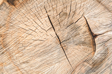 Birch wood slab texture with annual rings, fractures and saw marks. Not treated. natural background...