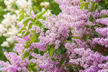 Obraz premium Lilac blossom in spring scene. Spring blooming lilac flowers. Lilac flowers