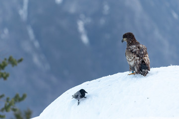 White Tailed Eagle looking at magpie