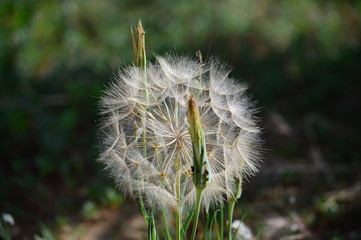 Close-up of Giant Dandelion, Taraxacum, Nature, Macro