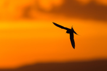Artic Tern alone with Red sky