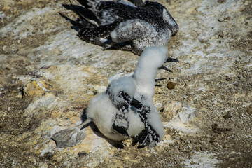 Baby gannet in colony