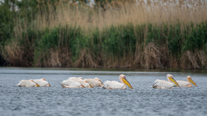 Flock of white pelicans in the wild- Danube Delta Romania