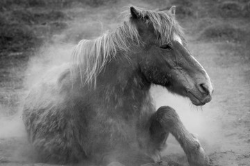 Fototapeta na wymiar Black and White Icelandic Horse