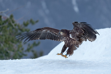 White Tailed Eagle landing in snow