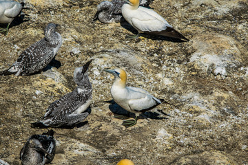 Fototapeta premium Male and female gannets