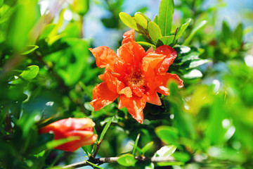 Granatapfel , Punica granatum