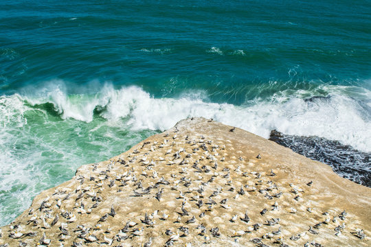 Gannet colony on cliff