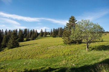 nature landscape, Stübenwasen  1386 m ü. NHN. beautiful mountain in black forest germany with...