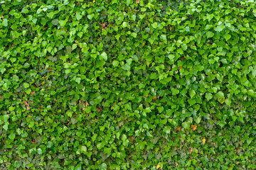 Obraz premium Full frame background of ivy creeper on a wall