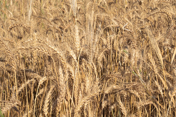 Beautiful wheat field during harvest time, background