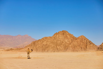 Fototapeta na wymiar One Camel stay on a desert land with blue sky on the background.