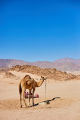 One Camel stay on a desert land with blue sky on the background.
