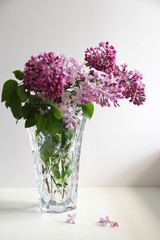 Purple lilac from the garden