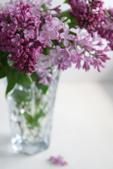 Purple lilac from the garden