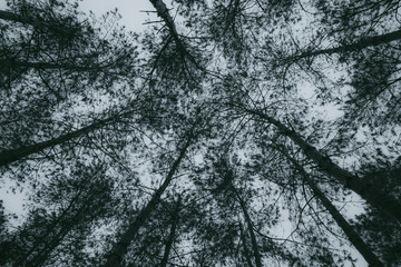 Abstract, nature Green leaf background and beautiful wallpaper.