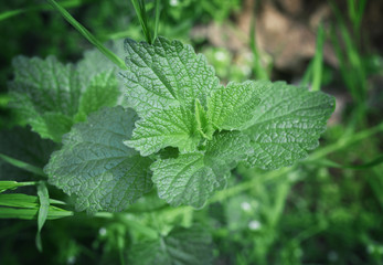 Green bush on the summer cottage