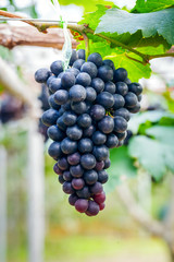 Close-up of bunches of ripe purple red wine grapes on vine