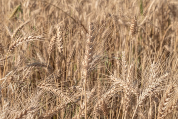 Beautiful wheat field during harvest time, background
