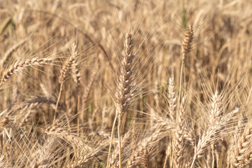 Beautiful wheat field during harvest time, background