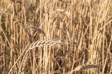 Beautiful wheat field during harvest time, background
