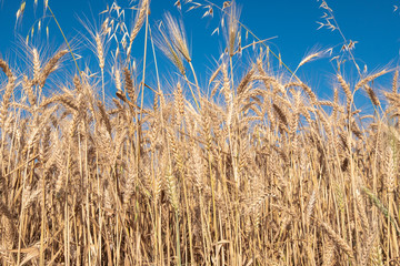 Fototapeta premium Beautiful wheat field during harvest time, background