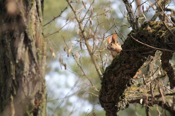 squirrel on tree