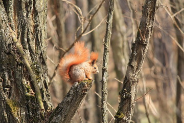 squirrel in tree