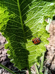 Pyrrhocoris apterus. The firebug, Pyrrhocoris apterus, is a common insect of the family Pyrrhocoridae. The firebug on a green leaf of horseradish