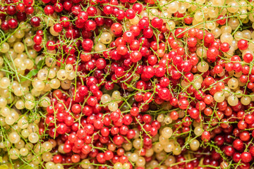 Many red and white currants.Good tasting Ribes with full of healthy vitamins.
