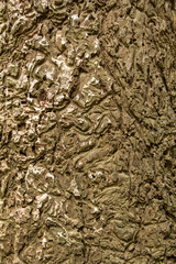 tree bark texture
