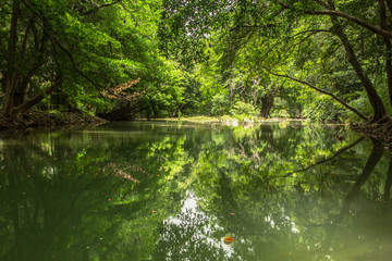 Mountain stream in forest