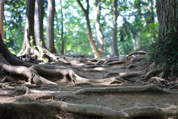 登山道