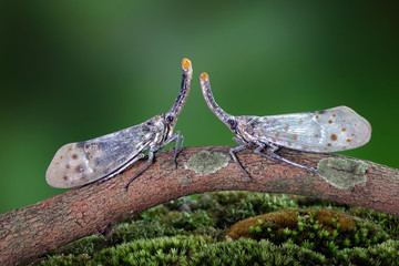 White wing Lantern-fly (Pyrops astarte) is a species of planthopper, found in Southeast Asia, and also known as Red nose lantern bugs. Lanternflies : The unicorns of the insect world. Beautiful insect