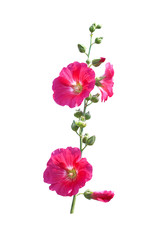 Inflorescence sweet colorful red or pink  hollyhock (Alcea rosea) blooming and green bud flowers...