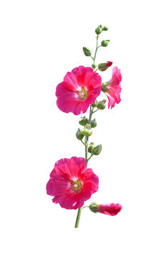 Inflorescence sweet colorful red or pink  hollyhock (Alcea rosea) blooming and green bud flowers with long stem isolated on white background , clipping path
